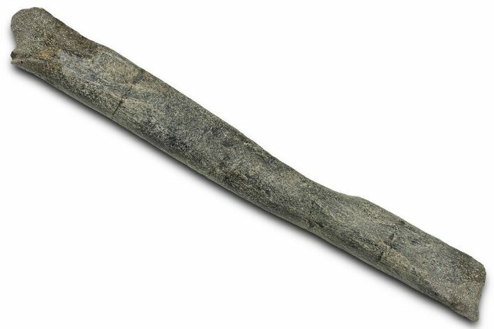 Fossil Dinosaur Appendage Bone Section - Montana #326485